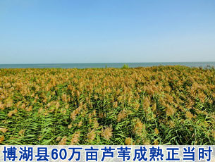 新疆博湖县境内60万亩芦苇成熟正当时