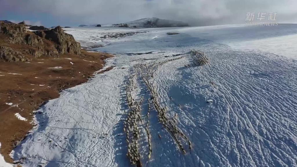 新疆巴音布鲁克：跨雪原翻冰山 百万牲畜冬季转场